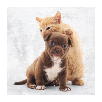 Image of puppy and kitten