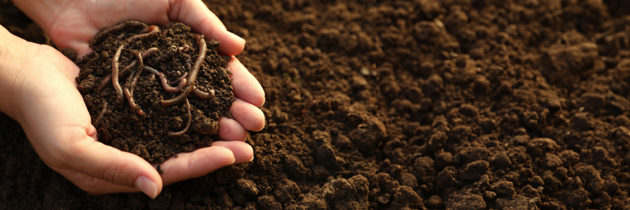 Image of a person holding worms in soil