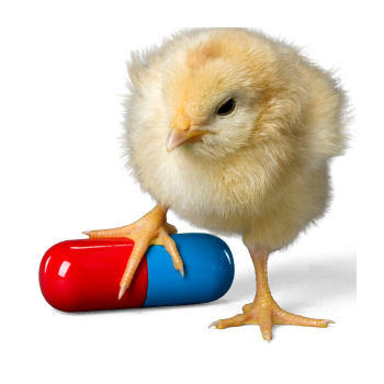 Image of a chick and a pill capsule