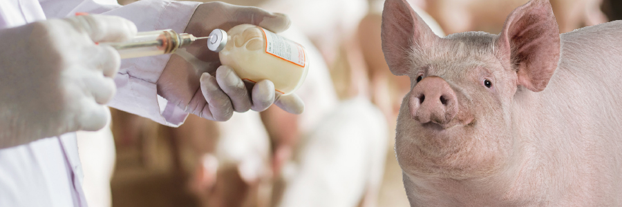 Image of a person with syringe and antibiotic bottle and a pig