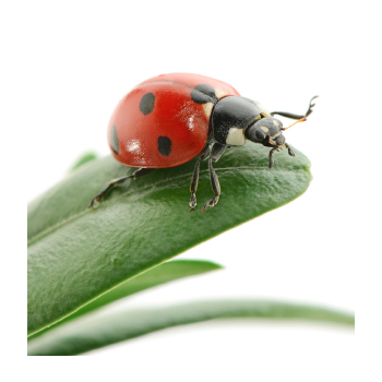 Image of a ladybug on a leaf