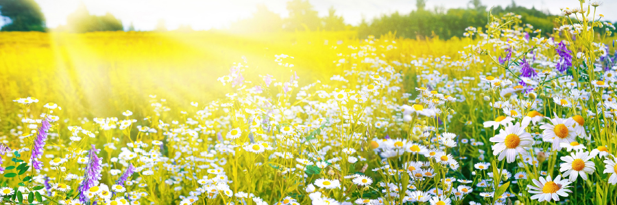 Image of a field of flowers