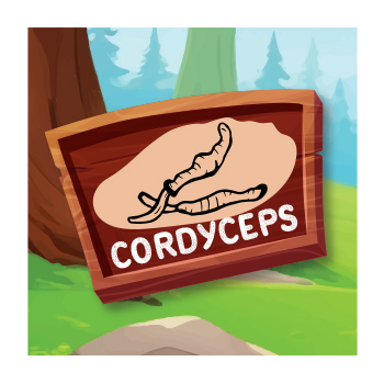 Cordyceps Mushrooms