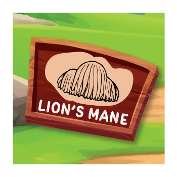 Lion’s Mane Mushroom