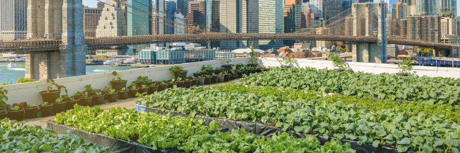 Image of a rooftop garden in a city