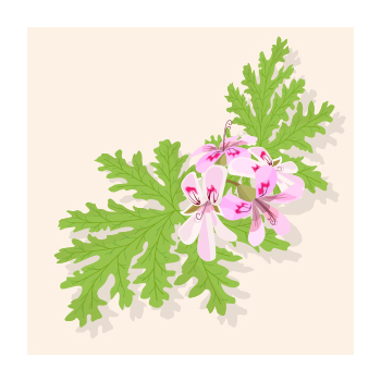 Illustration of Rose geranium plant