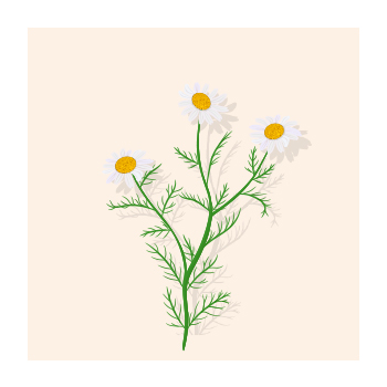 Illustration of Roman Chamomile plant