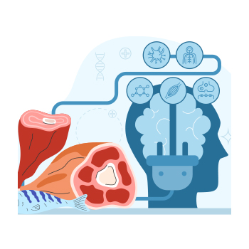 Illustration of bodily functions being fueled by protein