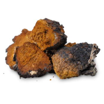 Chaga Mushroom