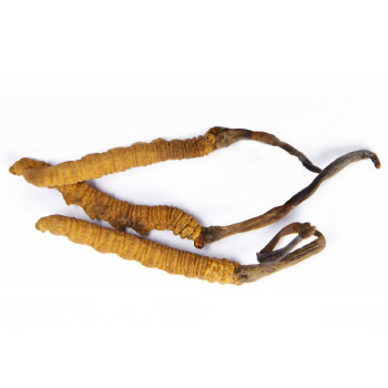 Cordyceps Mushrooms