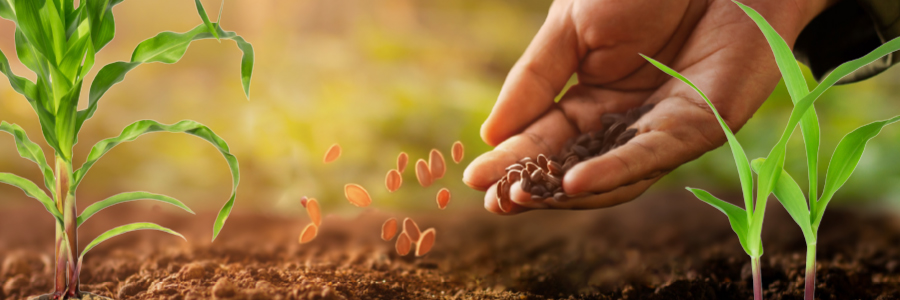 Hand planting seeds